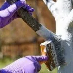 Побелка ствола дерева