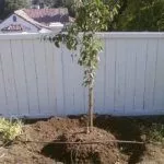 Посадка груши