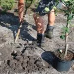 Посадка груши