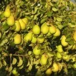 Груша Сказочная