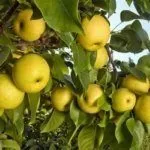 Сорт Утренняя свежесть