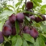 Сорт Пулковская