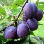 Сорт Корнеевская