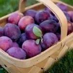 Сбор урожая