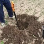 Сажать саженцы