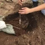 Посадка саженца