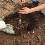 Посадка саженца