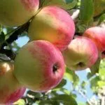 Сорт Алтынай