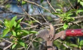 Обрезка дерева