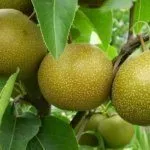 Китайская груша