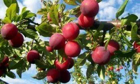 Китайская слива