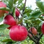 Сорт Васюган