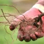 Корни саженца