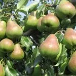 Сорт Русская красавица