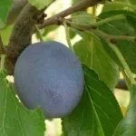 Сорт Донецкая