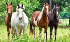 Карачаевская порода лошадей: фото, описание характеристик, правил ухода,содержания и разведения