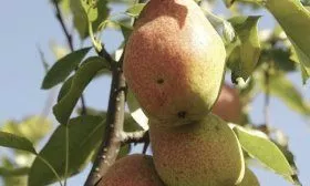 Киргизская зимняя груша