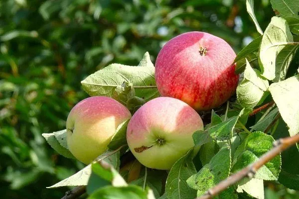 Сорта яблонь для Подмосковья: названия, описание, фото