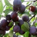 Сорт Мичуринская