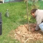 Посадка груши