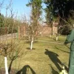 Опрыскивание груши