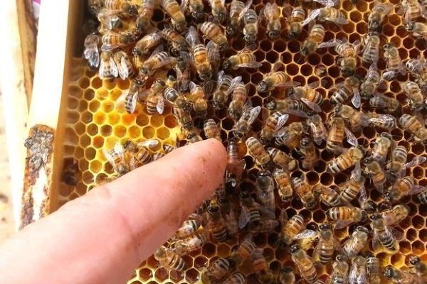 Матка среди пчел
