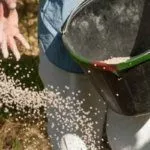 Подкормка груши