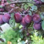 Сорт Воронежская