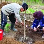 Удобрение для груши