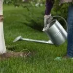 Полив черевишни