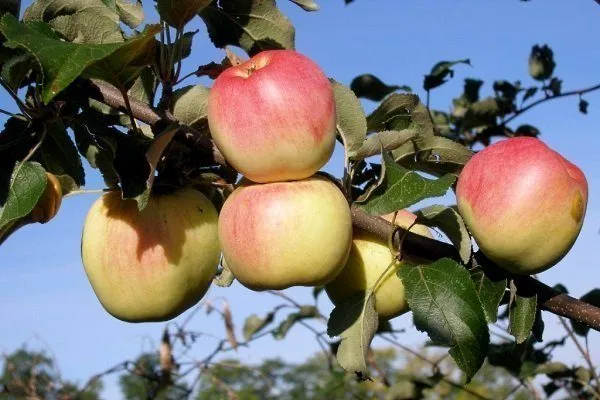 Сорта яблонь для Сибири: фото, названия, описание