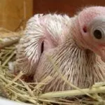 Птенец голубя