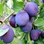 Слива "Изумительная"