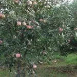 Сорт Русская красавица