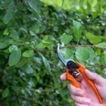 Обрезка дерева