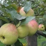 Сорт Горный Синап