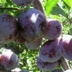 Сорт Богатырская