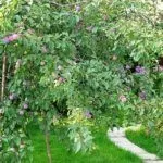 Дерево Евразия 21