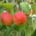 Сорт Ранетка Ермолаева