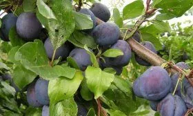 Сорт Белорусская