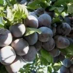 Сорт "Итальянская"