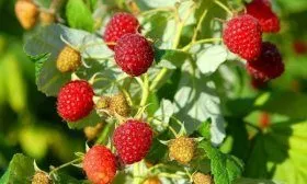 Малина Киржач