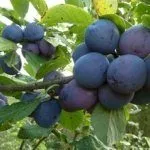 Слива Венгерка