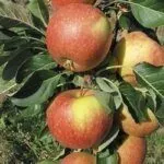 Сорт Триумф