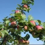 Сорт Алтайское румяное