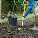 Посадка яблони