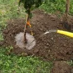 Полив яблони