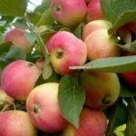 Сорт Аленушка