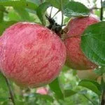 Сорт Осенняя радость