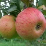 Сорт Медуница